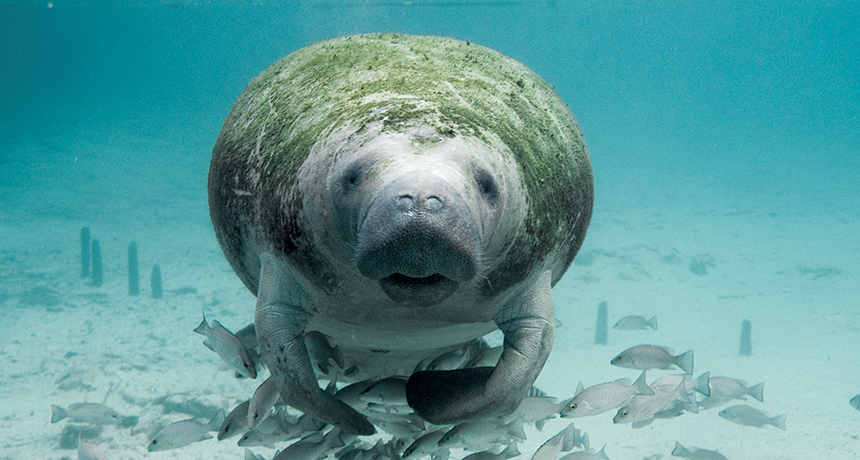 Crystal River Manatees