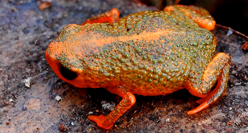 Brachycephalus verrucosus frog