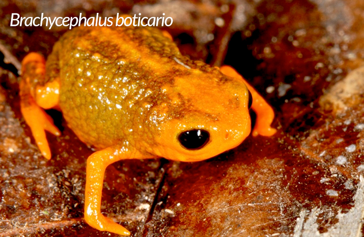 frog species in Brazil
