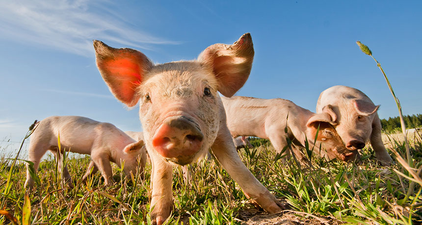 A pig in a field
