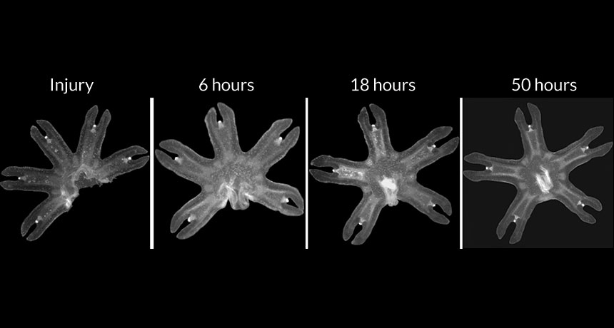 jellyfish recovery