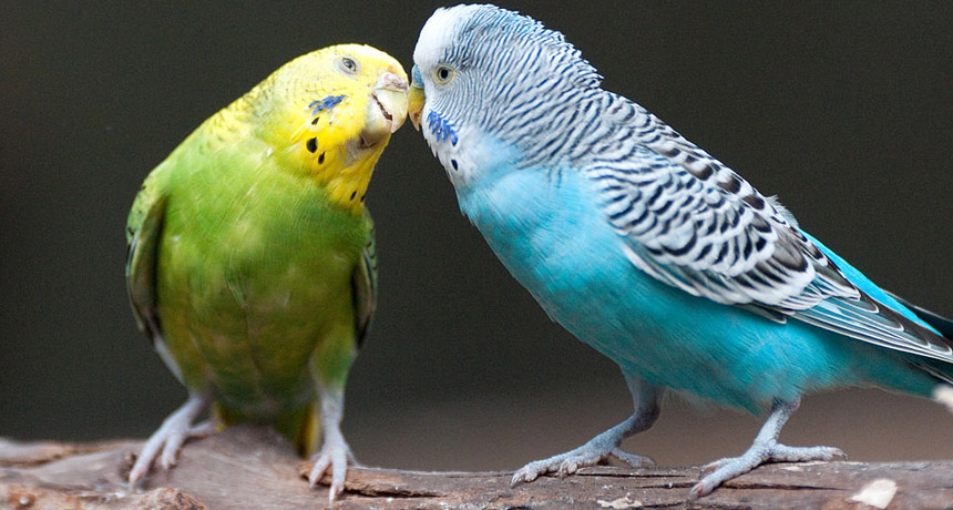 parakeet