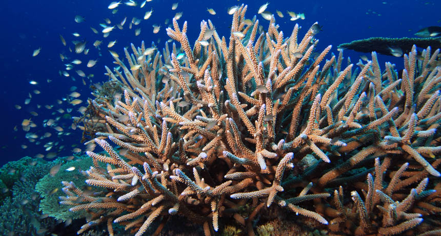 coral