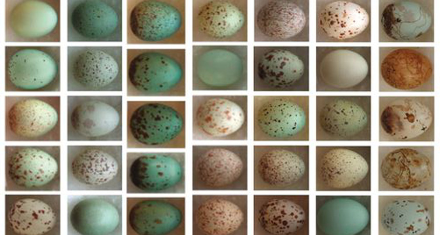eggs with patterns