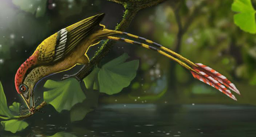 illustration of fossil bird
