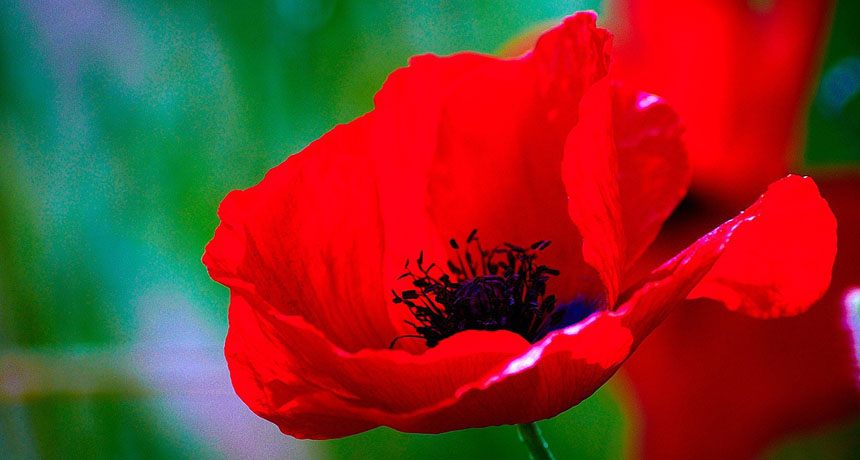 poppy
