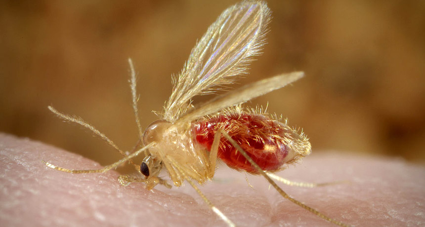 sand fly
