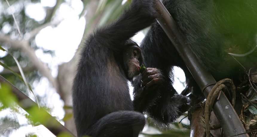 chimp in a tree