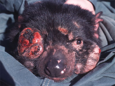 tasmanian devil with facial tumors