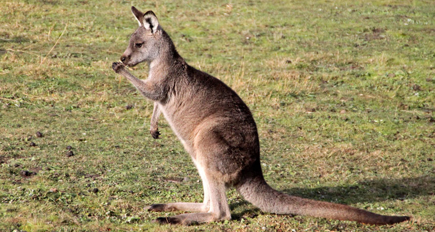 Kangaroos are lefties | Science News