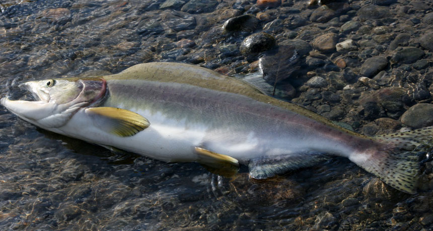 pink salmon