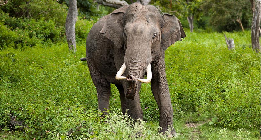 On the importance of elephant poop | Science News