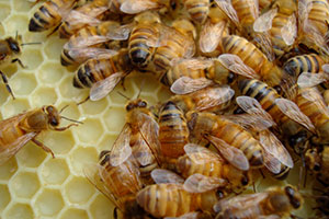 honeybees