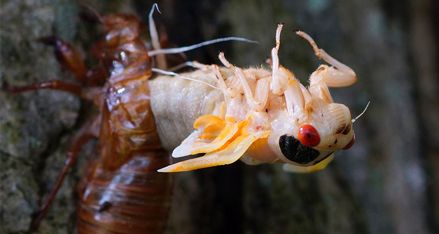17-year cicada