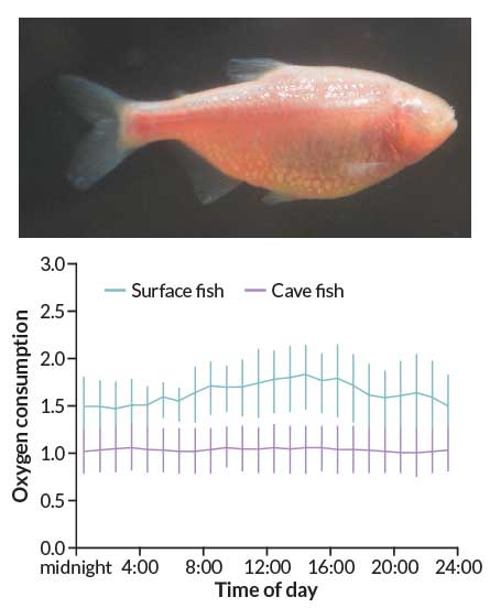 cavefish