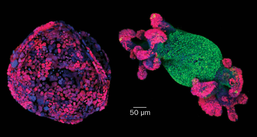 mouse cells