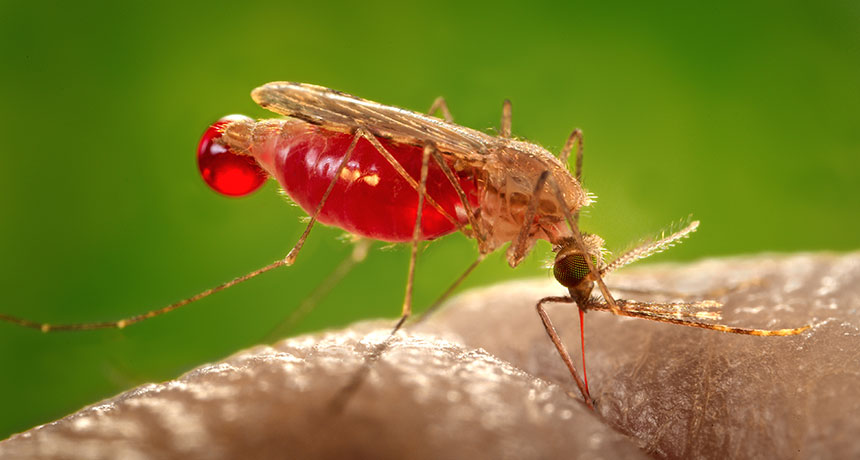 mosquito