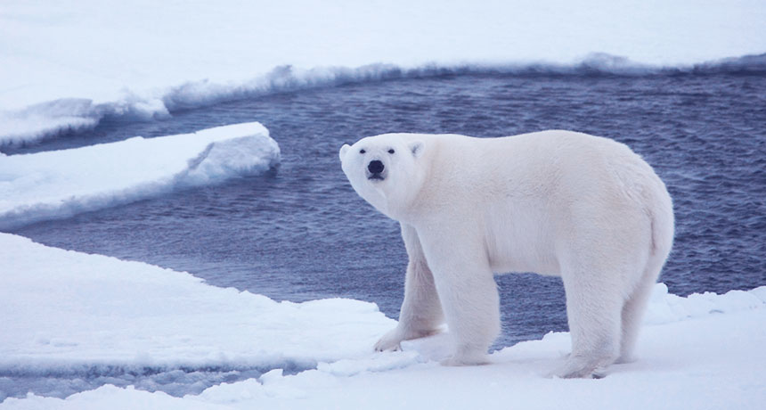 Polar bear