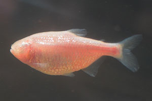 tetra