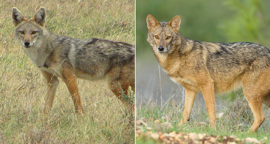 golden wolf and jackal