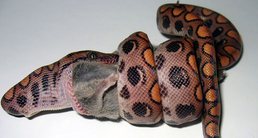 boa
