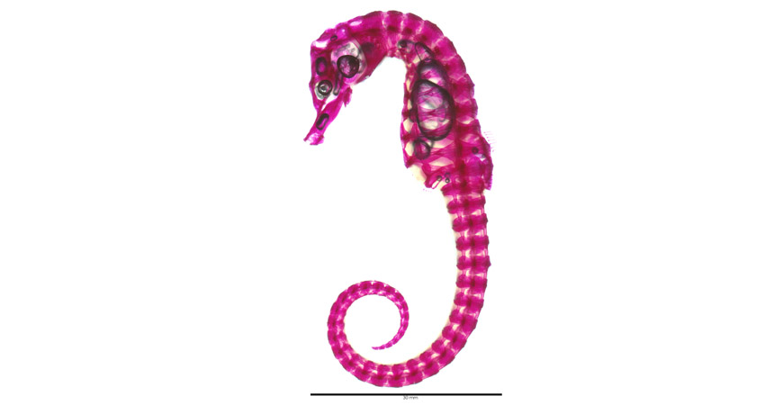 Why seahorses have square tails | Science News Why seahorses have square tails | Science News