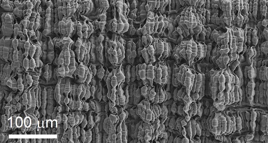 Folded layers of carbon nanotubes