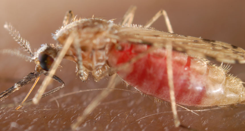 mosquito