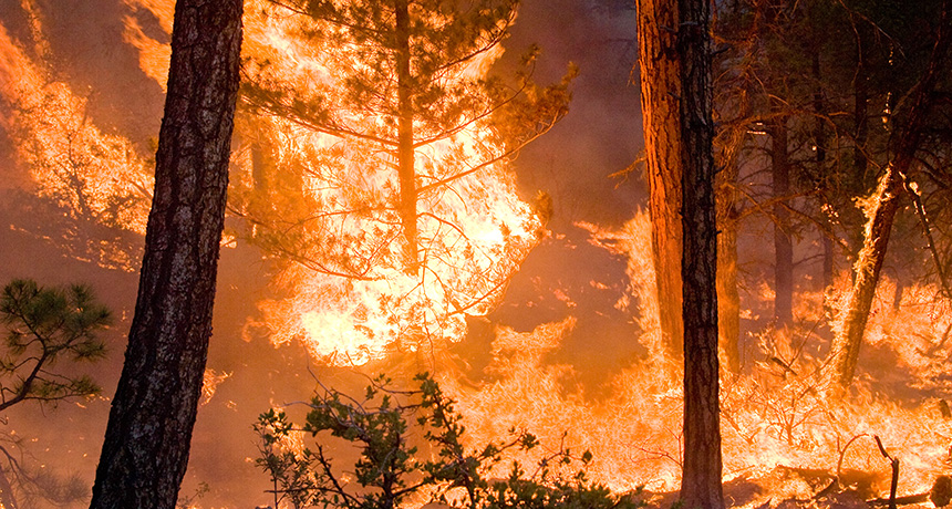 wildfire