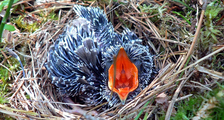cuckoo chick in nest