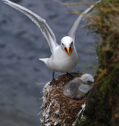 kittiwake and nestling in nest