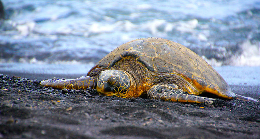 green turtle
