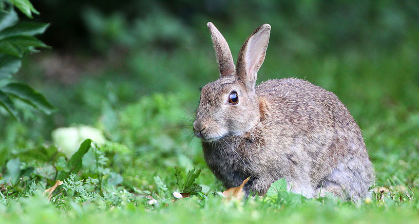 rabbit