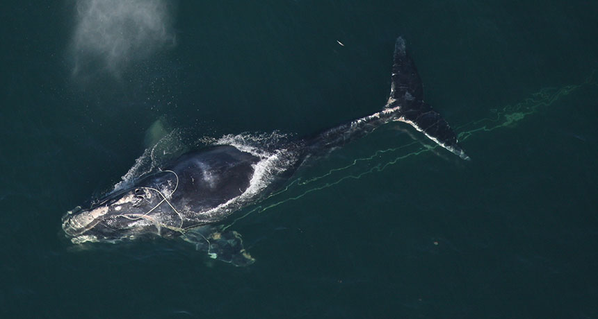 whale