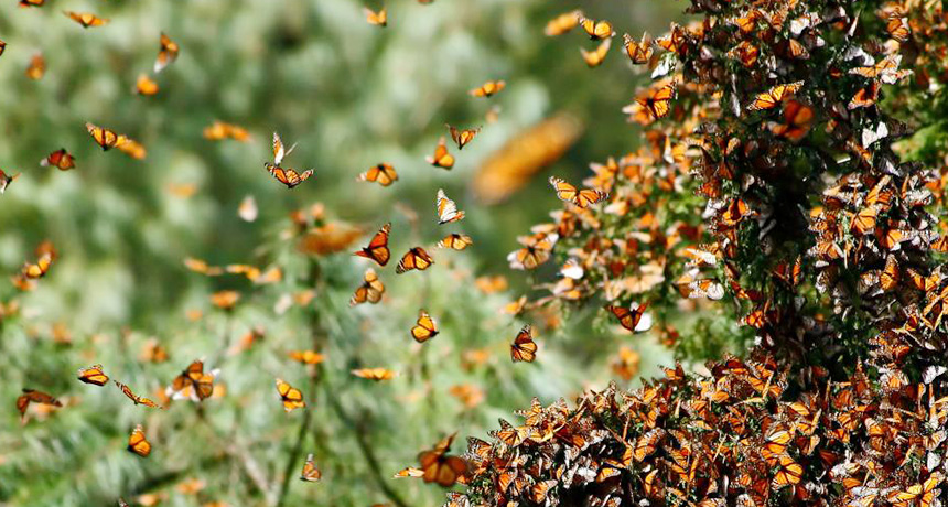 monarchs