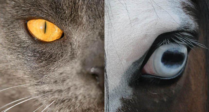 Cat and horse pupils
