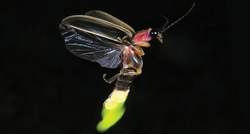 firefly