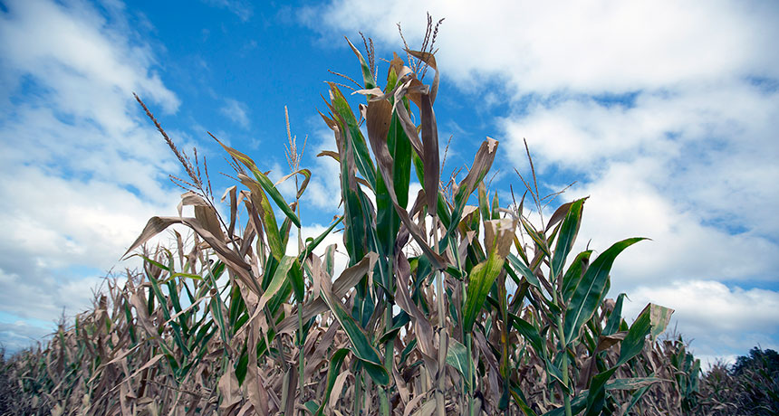 parched corn