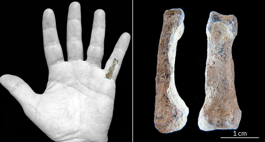 Oldest humanlike hand bone discovered | Science News