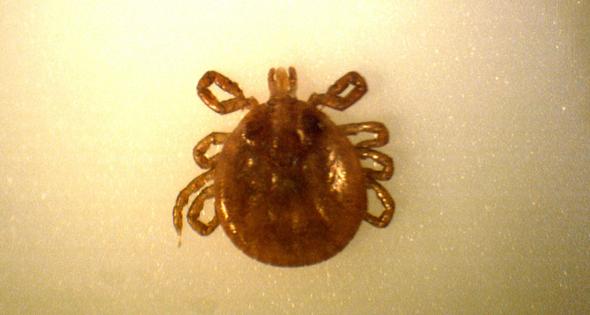 Five Reasons To Not Totally Panic About Ticks And Lyme Disease