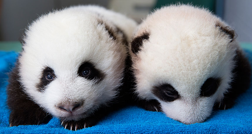 Twin babies with Cubs-inspired names getting attention