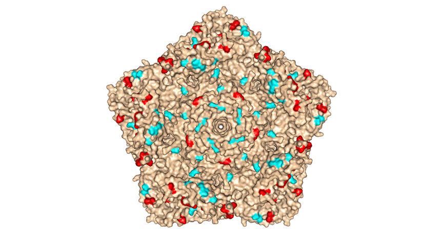 poliovirus