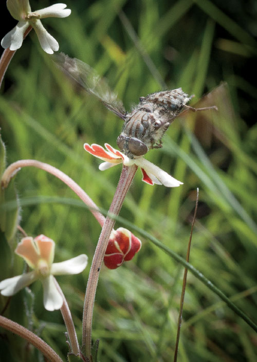 long tongue fly