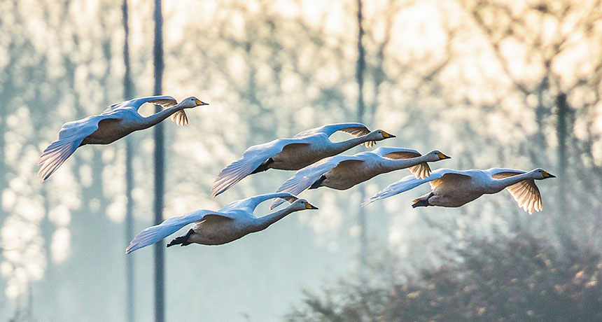 whooper swans in flight
