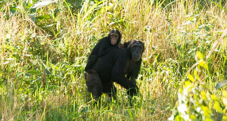 chimp mother and baby