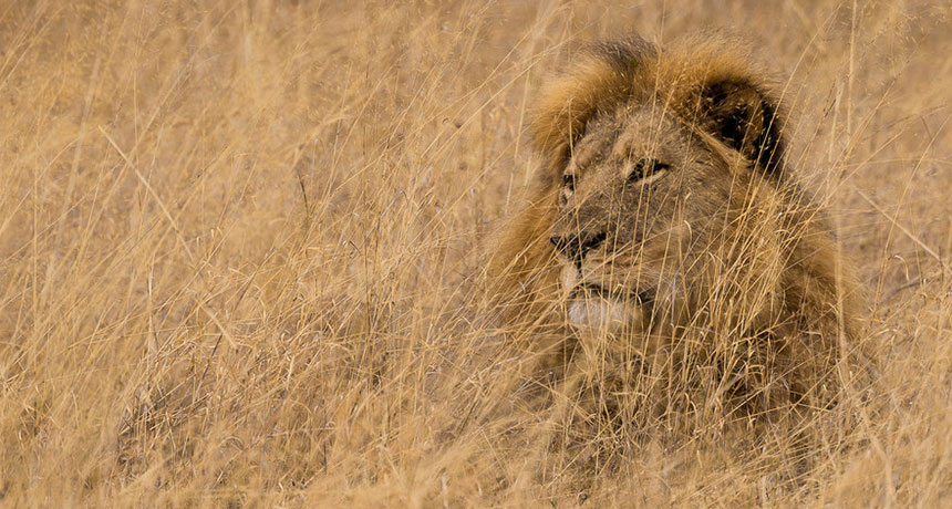 Cecil the lion