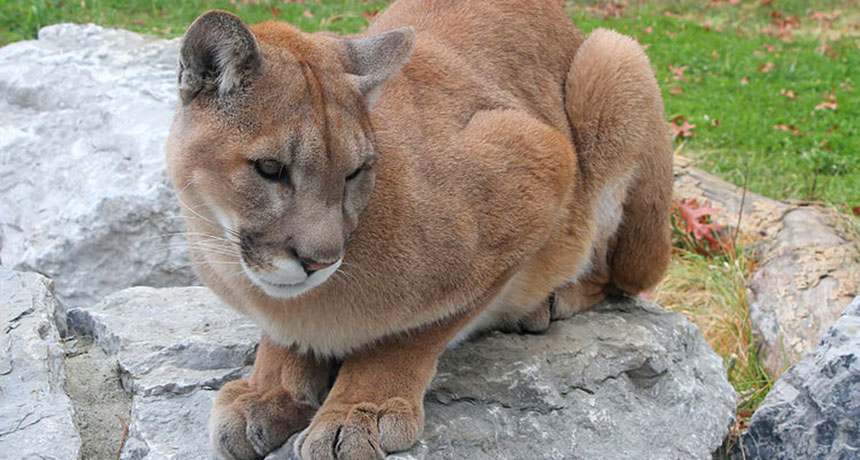 cougar in a zoo
