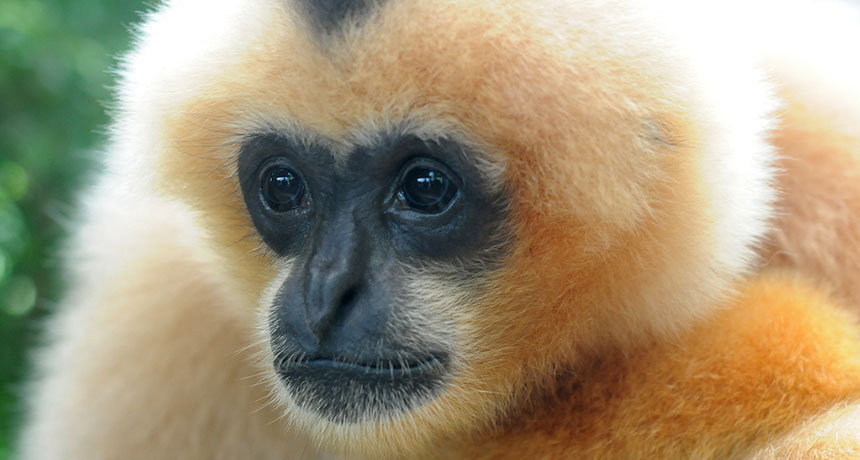white-cheeked gibbon