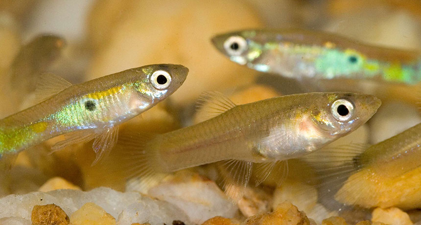 guppies!