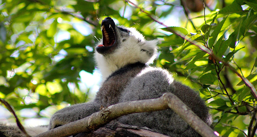 lemur yawning